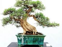 我心目中的盆景审美新四观