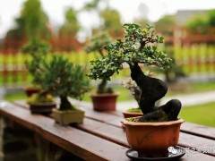 第一届川派盆景艺术节活动现场