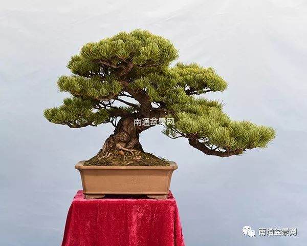 花木大世界成功举办南通首届盆景园艺展销节