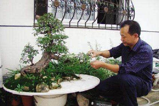 盆景为初学者的问题013 盆景施肥