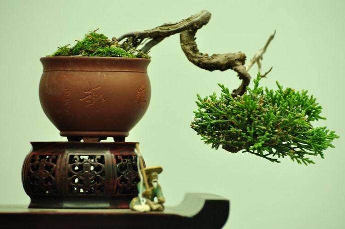 微型盆景换盆后注意事项