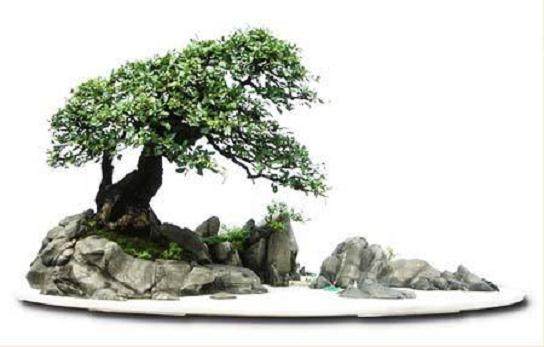 山水盆景发家致富(图)