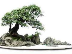 山水盆景发家致富 图片