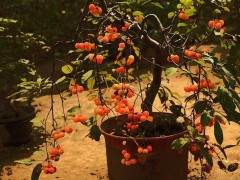 盆景中的少数民族- 果树盆景