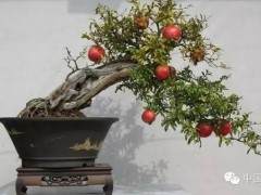 我国果树盆景发展现状及前景分析