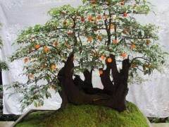 金秋果树盆景展三角湖内齐亮相