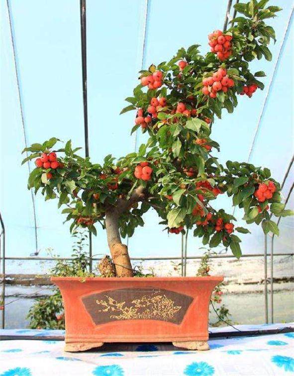 河南:第四届金秋果树盆景展开展在即