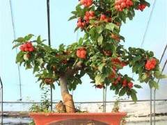 河南第四届金秋果树盆景展开展在即