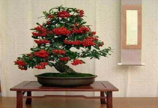 三角湖公园果树盆景