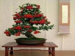 三角湖公园果树盆景