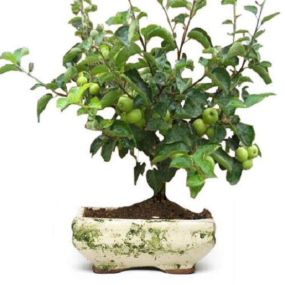 安阳市三角湖公园的第二届金秋果树盆景展