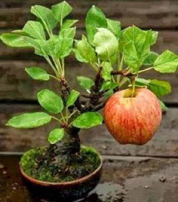 个体老板倾情果树盆景