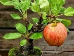 个体老板倾情果树盆景