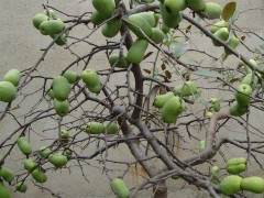 果树盆景很畅销 生意好