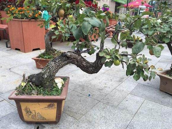 安阳市果树盆景花博会上赢美誉