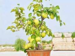 临沂果树盆景俏销　杂木盆景已趋冷