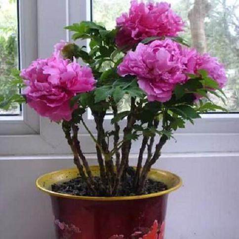 王城公园精品牡丹与盆景展今日迎客