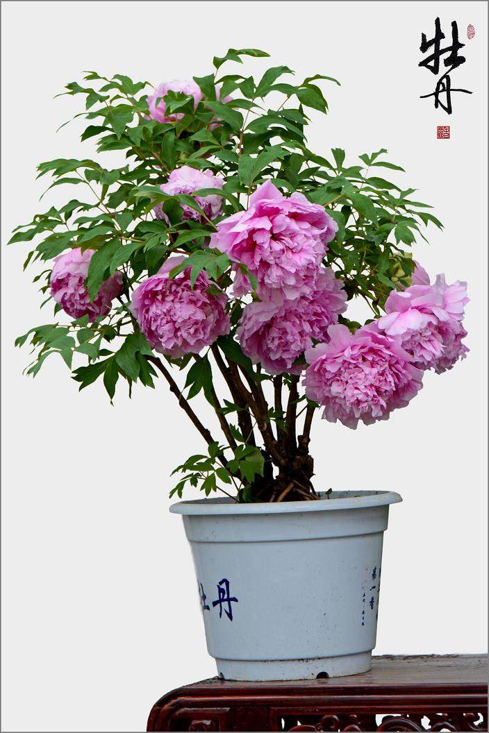 牡丹花王大赛：盆景牡丹园 造型见功力