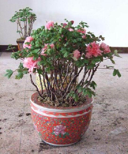 让牡丹开在盆景里
