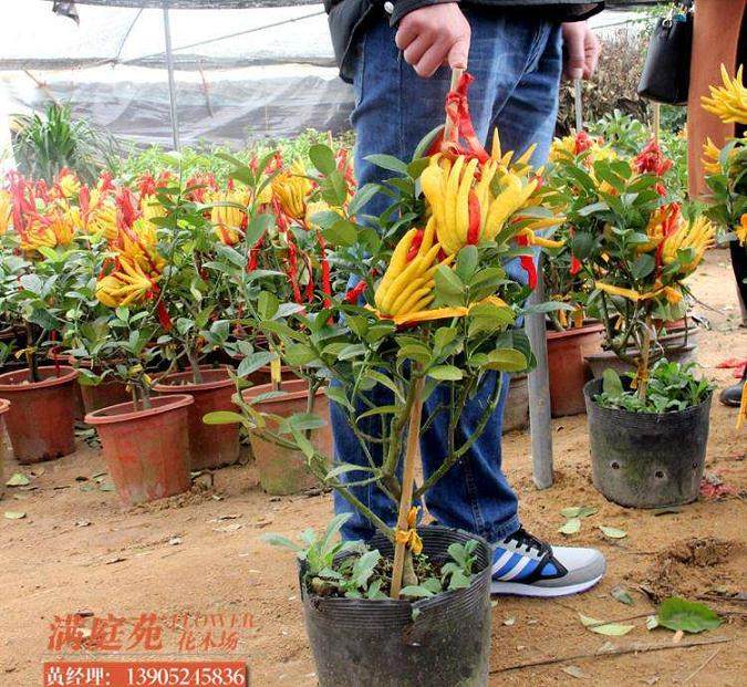 关于佛手盆景的栽培技术