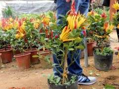 关于佛手盆景的栽培技术