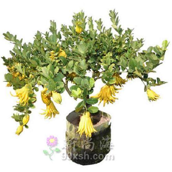 金华佛手 浸酒的方法