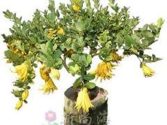 金华佛手 浸酒的方法