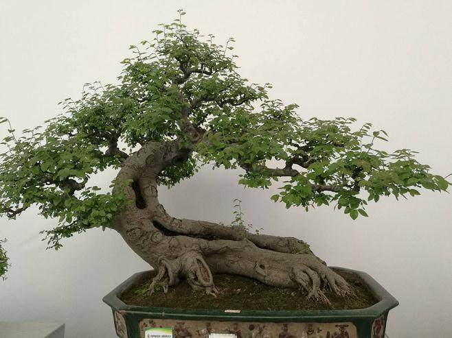 一般的室内小盆景至少能存活多久？