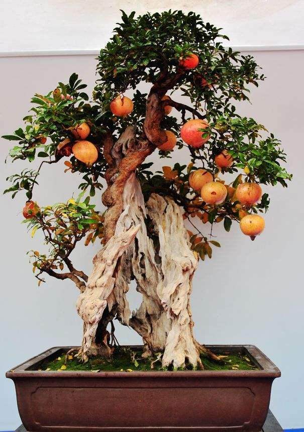 温度降到多少时石榴盆景的根会受冻害?