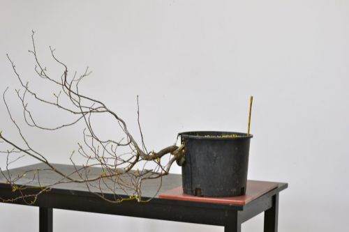 图解 现场演示藤枫盆景的制作过程