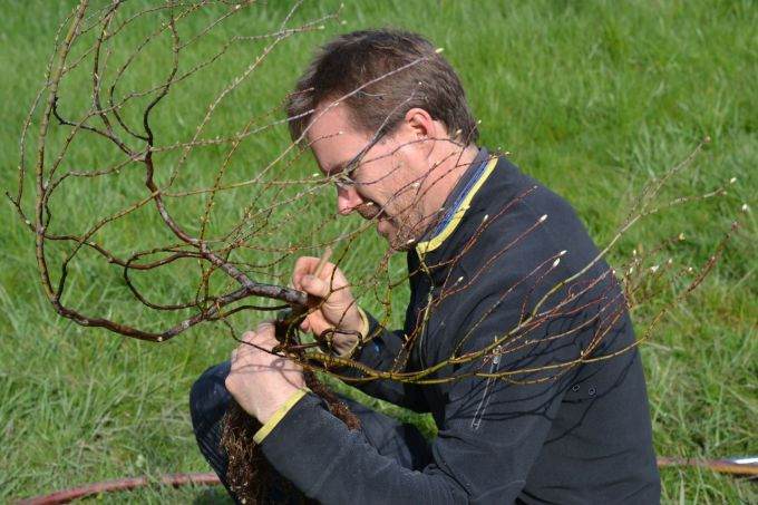 图解 现场演示藤枫盆景的制作过程