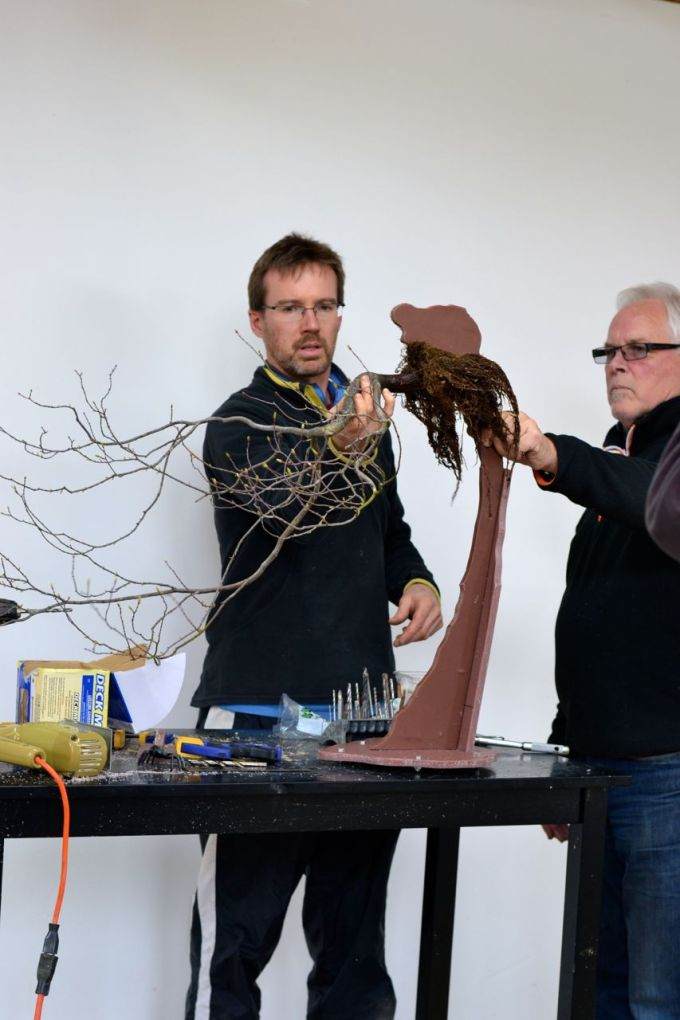 图解 现场演示藤枫盆景的制作过程