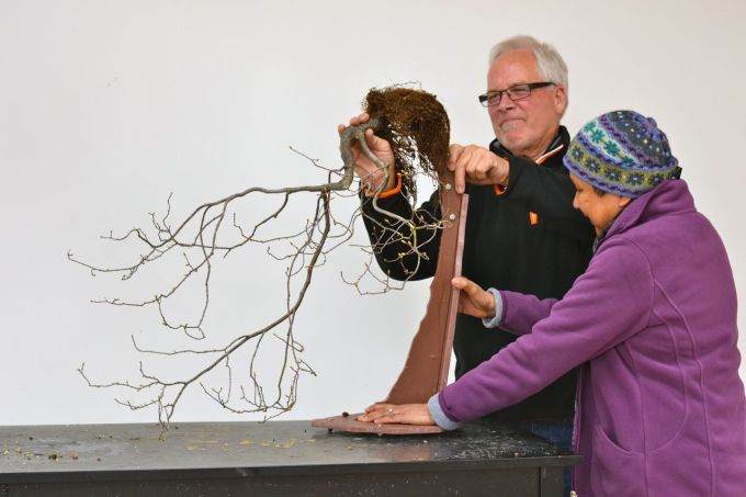 图解 现场演示藤枫盆景的制作过程