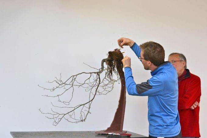 图解 现场演示藤枫盆景的制作过程