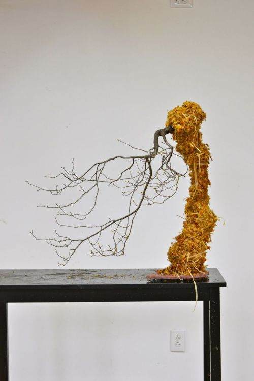 图解 现场演示藤枫盆景的制作过程