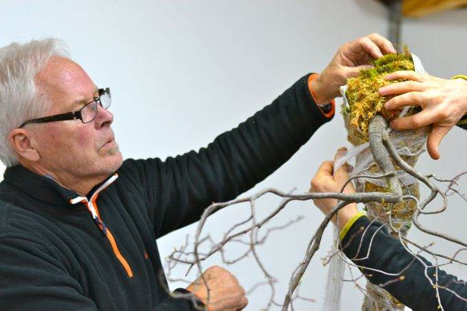 图解 现场演示藤枫盆景的制作过程