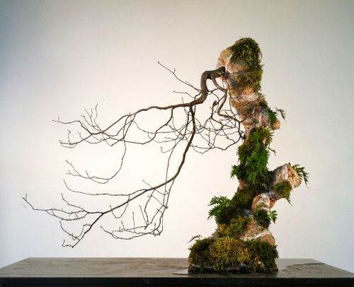 图解 现场演示藤枫盆景的制作过程