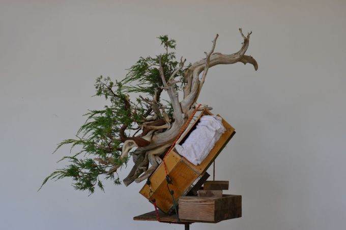 图解 老外怎么制作杜松盆景的过程