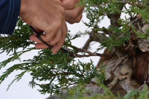 图解 老外怎么制作杜松盆景的过程