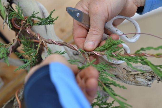 图解 老外怎么制作杜松盆景的过程