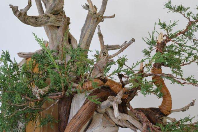 图解 老外怎么制作杜松盆景的过程