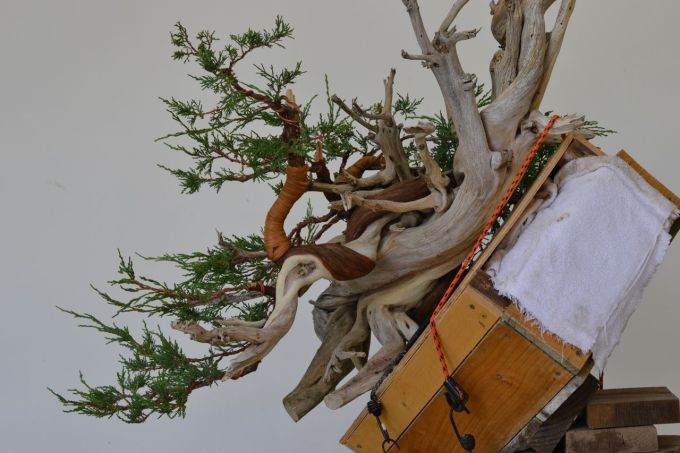 图解 老外怎么制作杜松盆景的过程