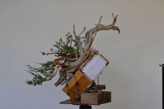 图解 老外怎么制作杜松盆景的过程