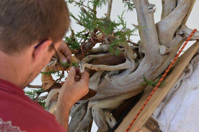 图解 老外怎么制作杜松盆景的过程