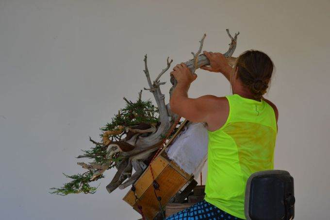 图解 老外怎么制作杜松盆景的过程