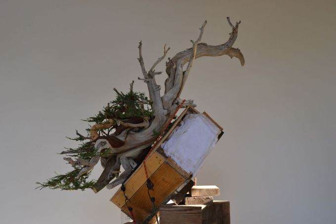 图解 老外怎么制作杜松盆景的过程