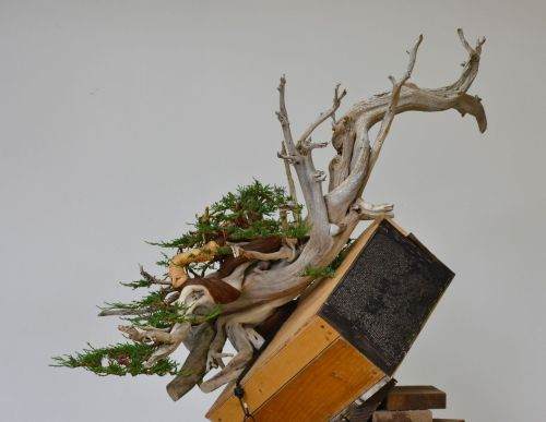 图解 老外怎么制作杜松盆景的过程