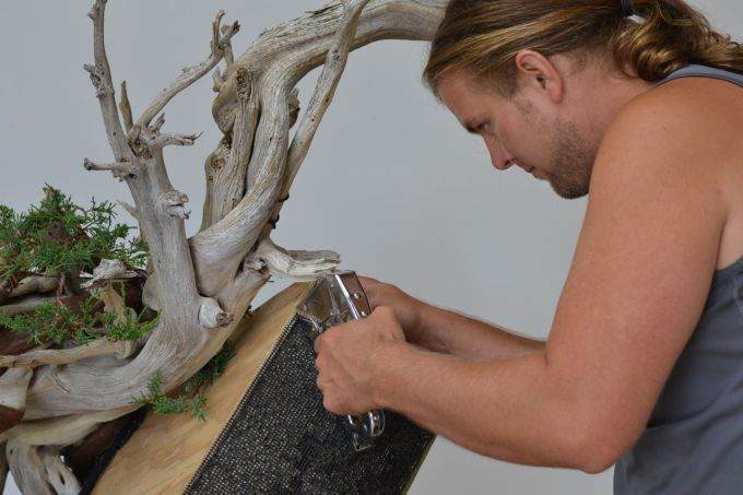 图解 老外怎么制作杜松盆景的过程