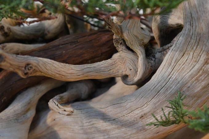 图解 老外怎么制作杜松盆景的过程