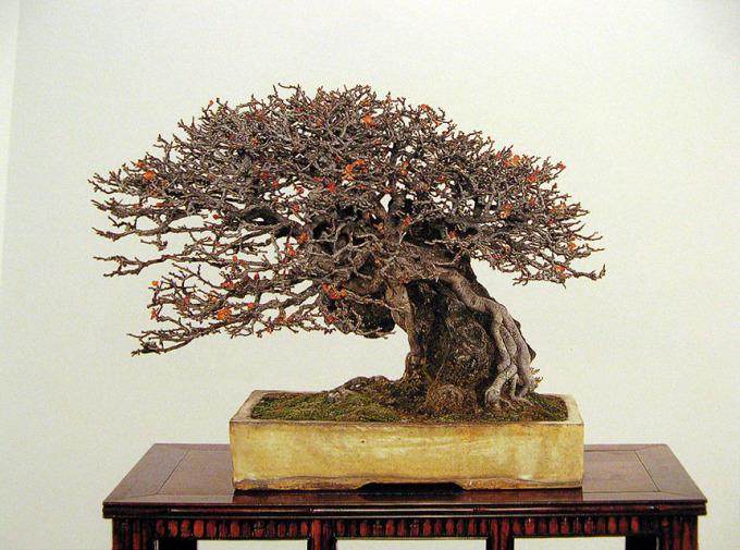 多图片演示木瓜盆景的制作过程